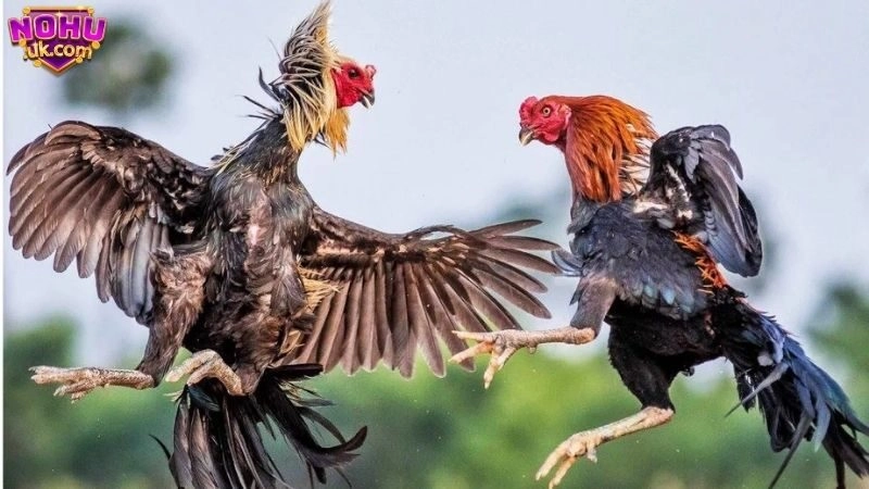 Chất Lượng Hình Ảnh và Âm Thanh Tuyệt Vời của Đá Gà Trực Tuyến Nohu